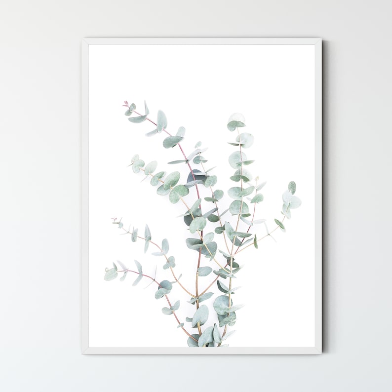 May include: A framed print of a botanical illustration featuring a sprig of eucalyptus leaves with a white background.