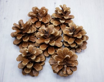 Bulk Natural Pine Cones-Pine Cone-Wreath Making-Christmas Home Decoration-Holiday Table Decor-DIY Crafting Pine Cones-Winter Wedding Decor