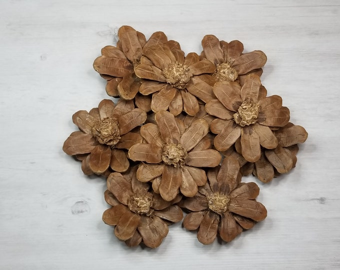10 Pine Cone Daisy Flowerspine Cone Zinnia Flowerszinnia Pine Cones