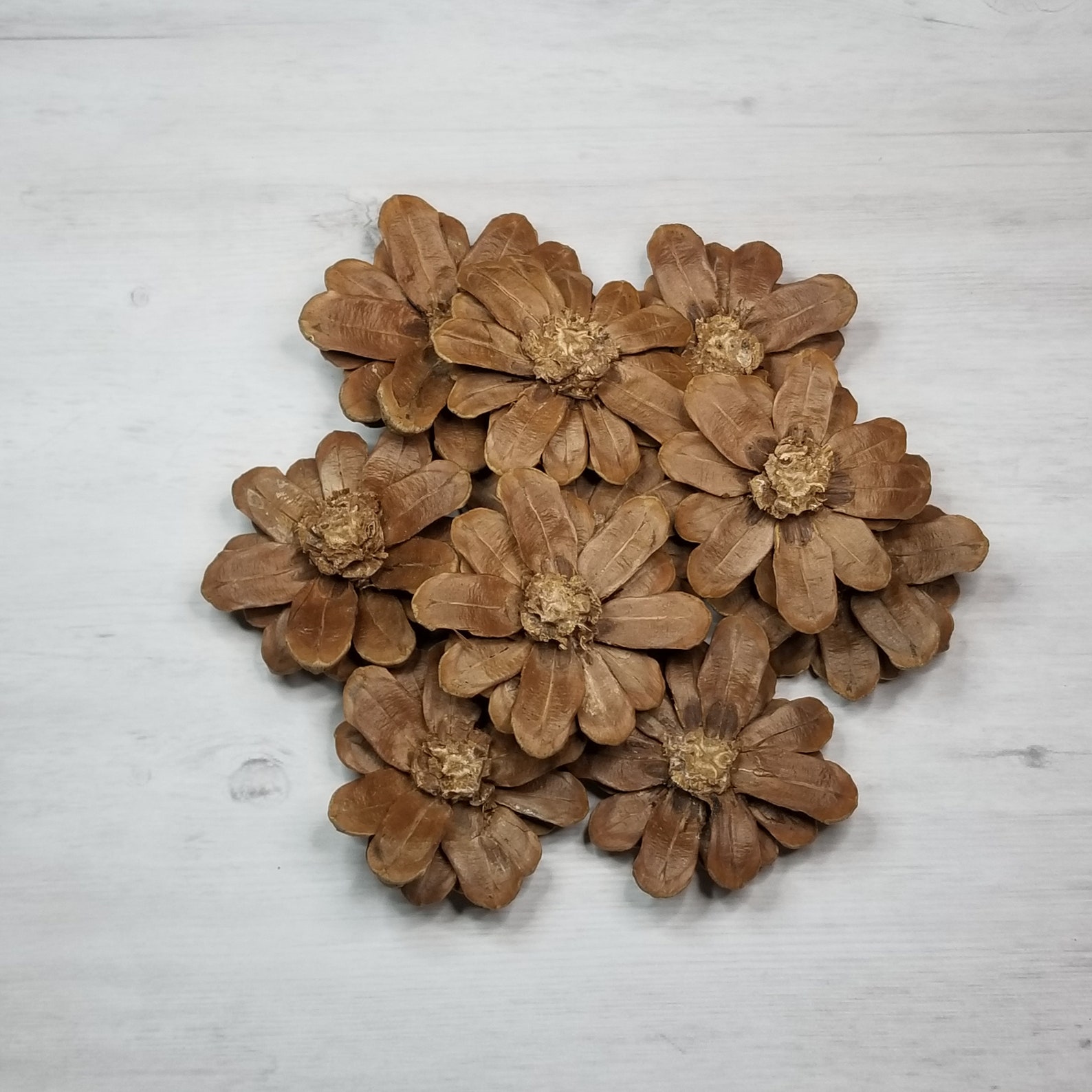 10 Pine Cone Daisy FlowersPine Cone Zinnia FlowersZinnia Etsy