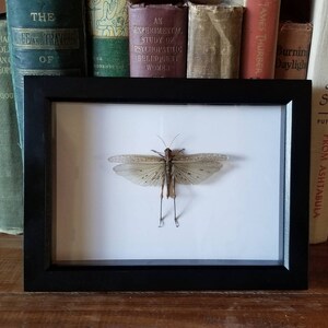 Very Unusual Framed Gray Bird Grasshopper (Schistocerca nitens) with parasitic mites (Family - Podapolipidae)