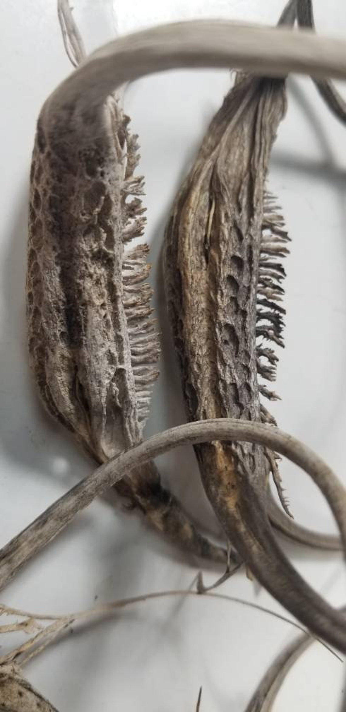 10 Devils Claw Seed Pods Proboscidea sp. Etsy