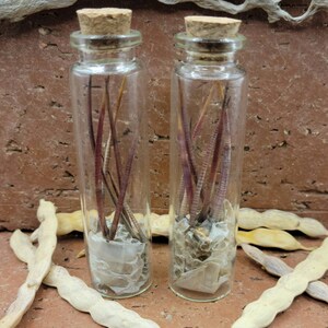 May include: Two small glass bottles with cork stoppers, each containing dried, reddish-brown plant stems. The bottles are sitting on a brown surface with white beans scattered around them.