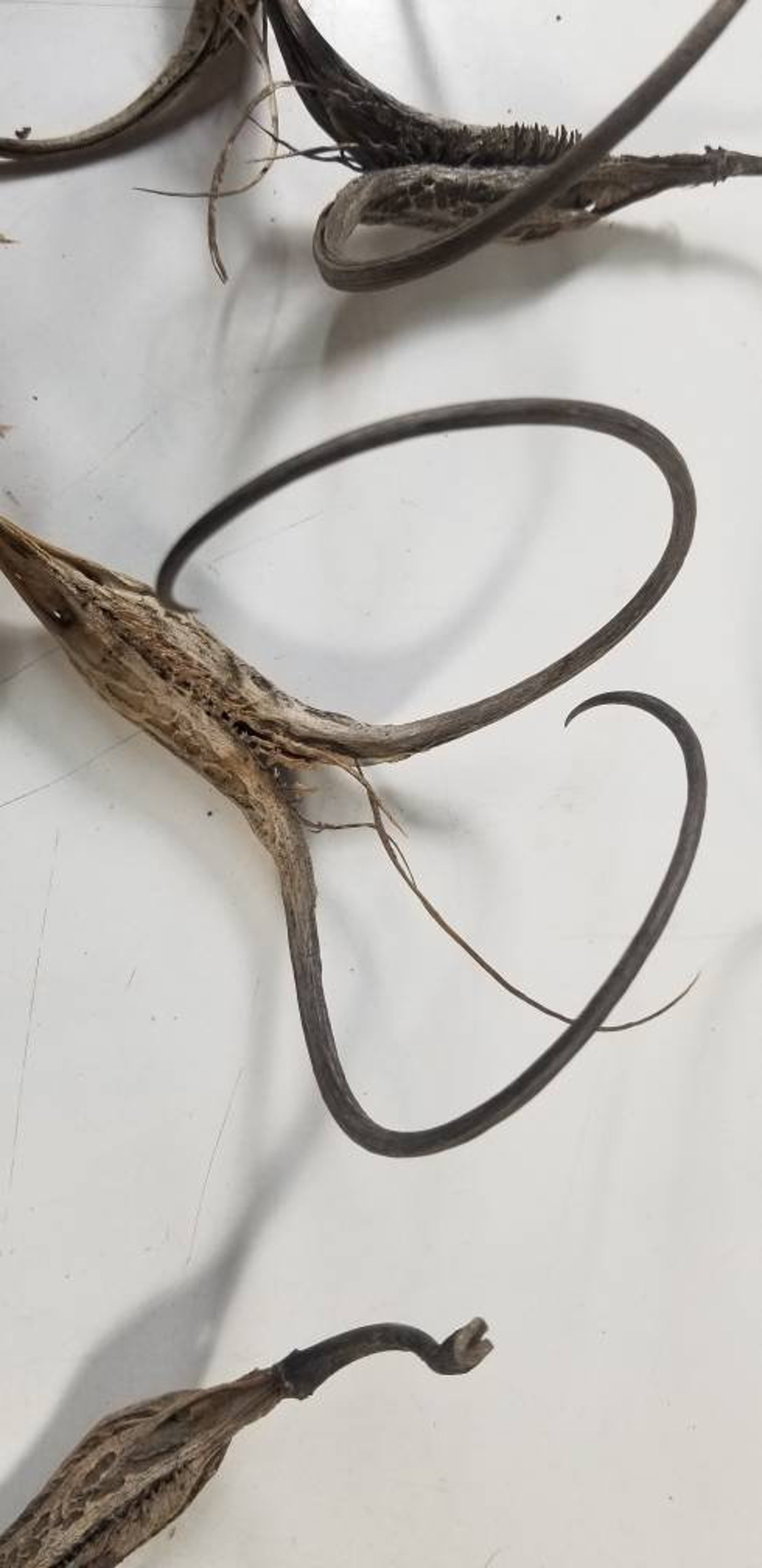 10 Devils Claw Seed Pods Proboscidea sp. Etsy