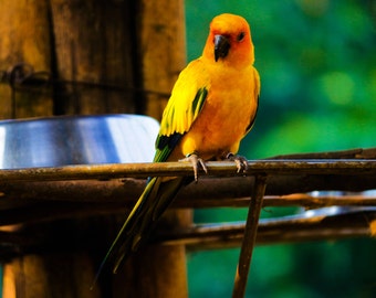 Sun  Citrus Cola Chingon Clinton Clove Cupcake Cheeky Chumley Cloud Captain Sully Chanelic Chantilly Cisco Croix  Cowboy parrot