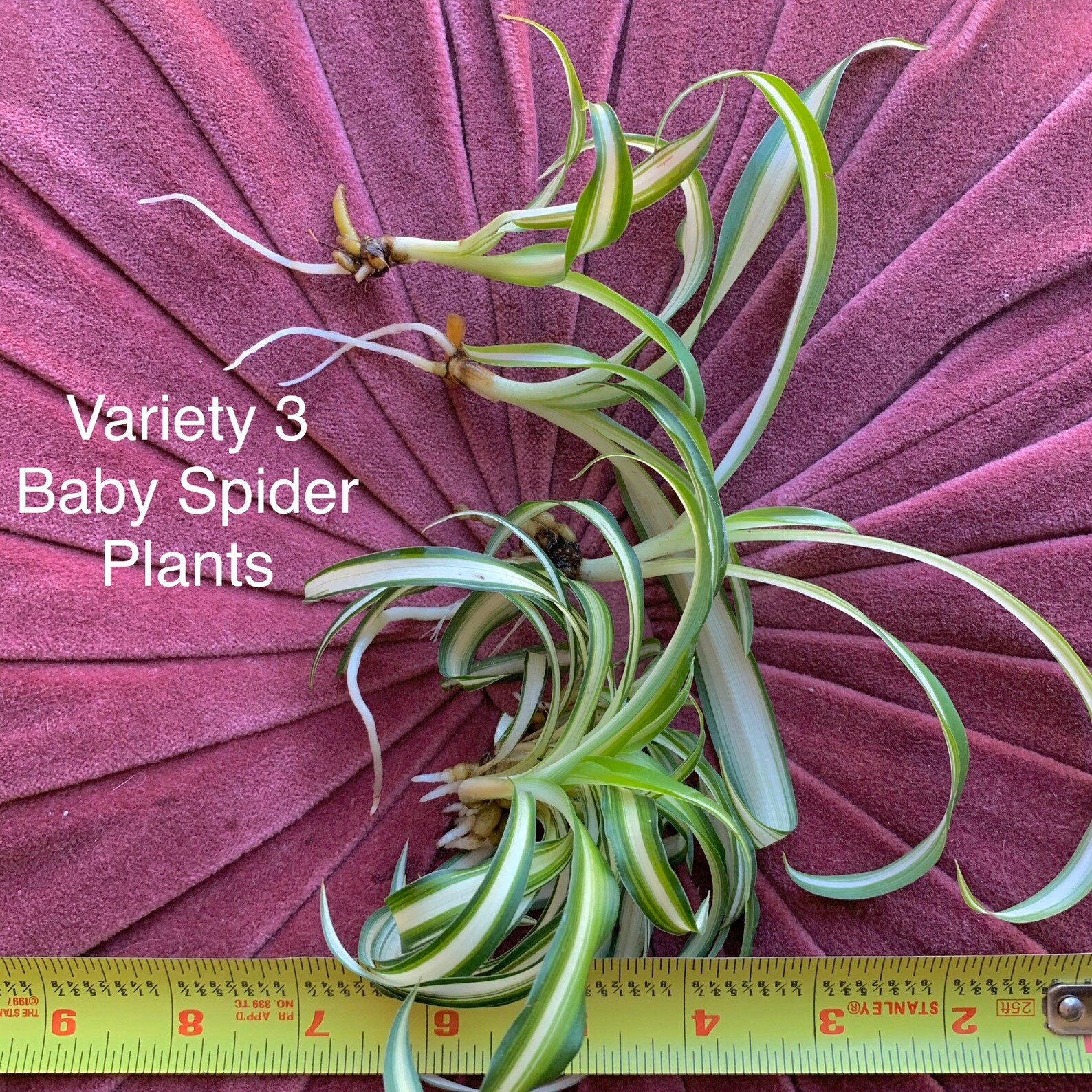 Spider Plant Babies Rooted Easy Care House Plant Air Etsy