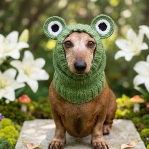 May include: A brown dachshund wearing a green knitted frog hat with large circular eyes. The hat features a ribbed neck section and two prominent, round, green-rimmed ears with white and black centers, covering the top of the dog's head.