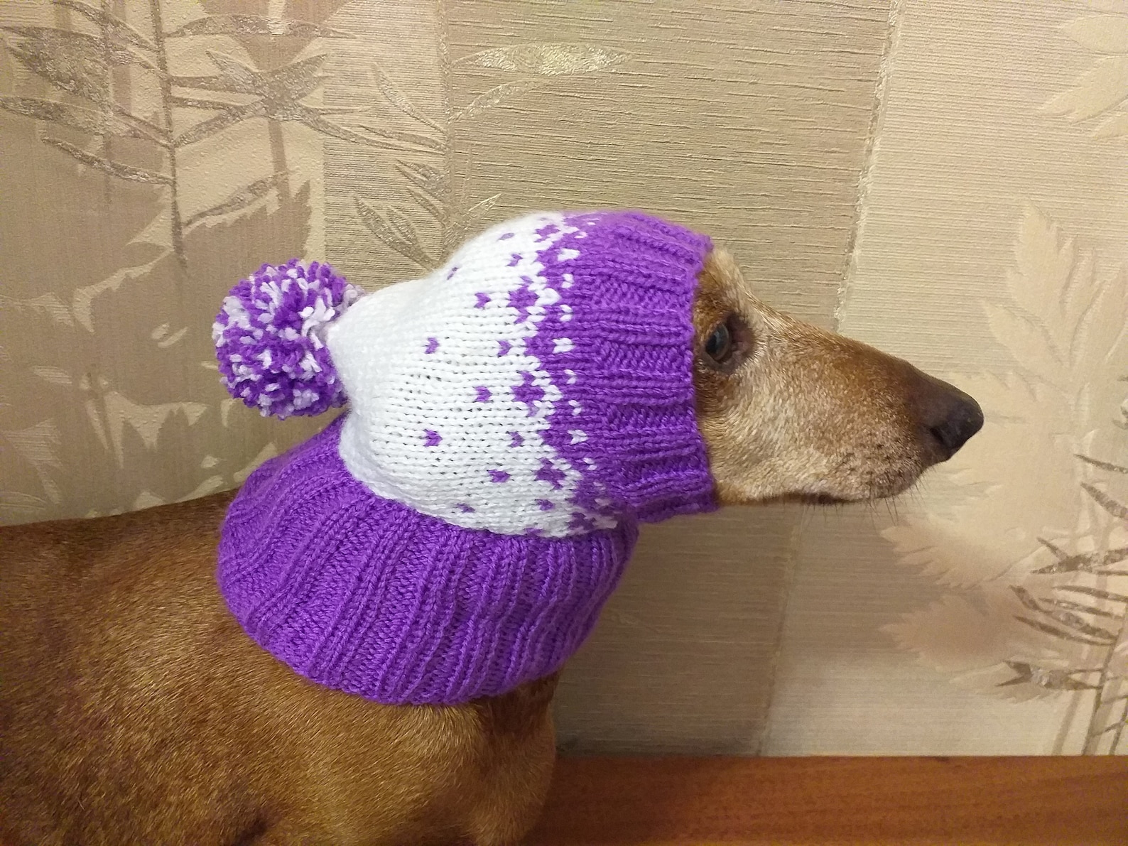 Winter knitted hat for small dog Etsy