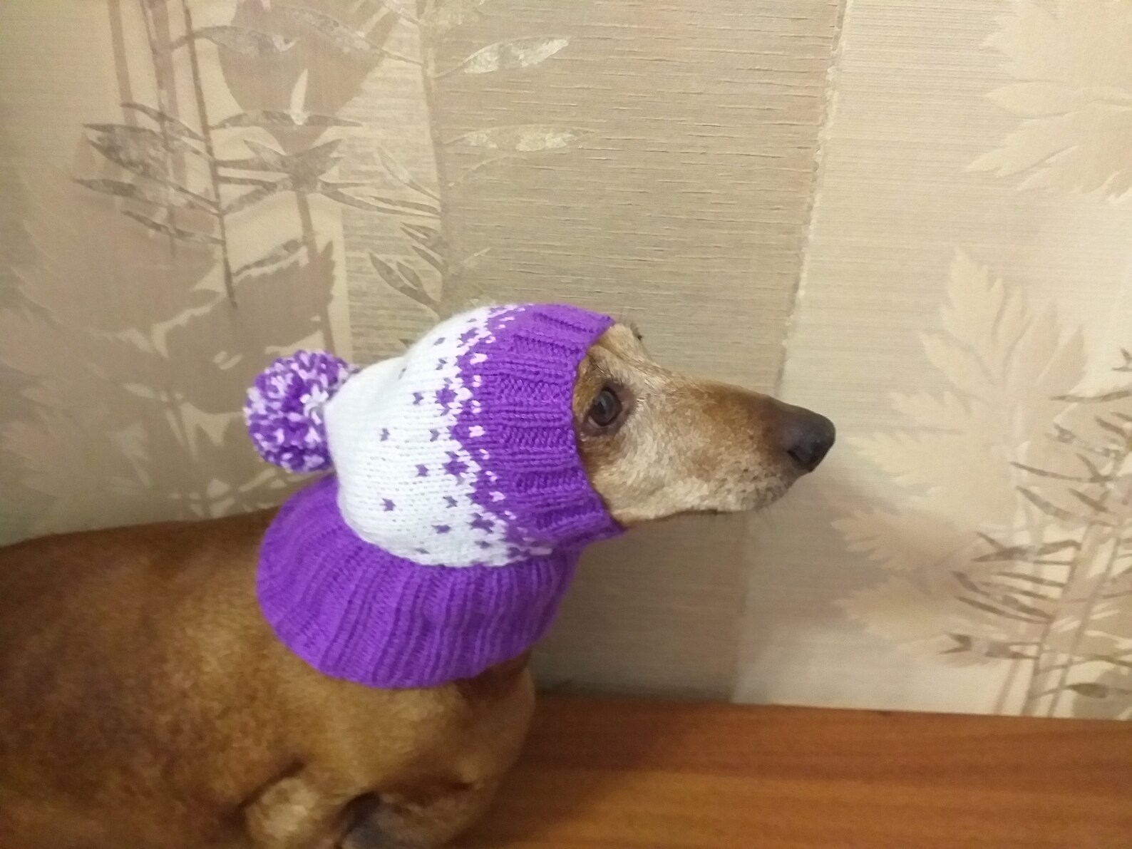Winter knitted hat for small dog Etsy