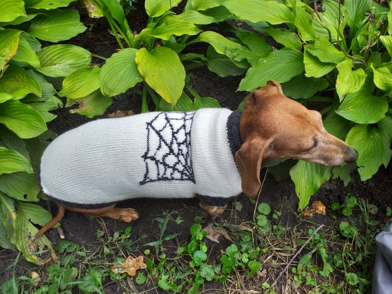 Halloween Costume With Spider For Dachshund Dog Etsy