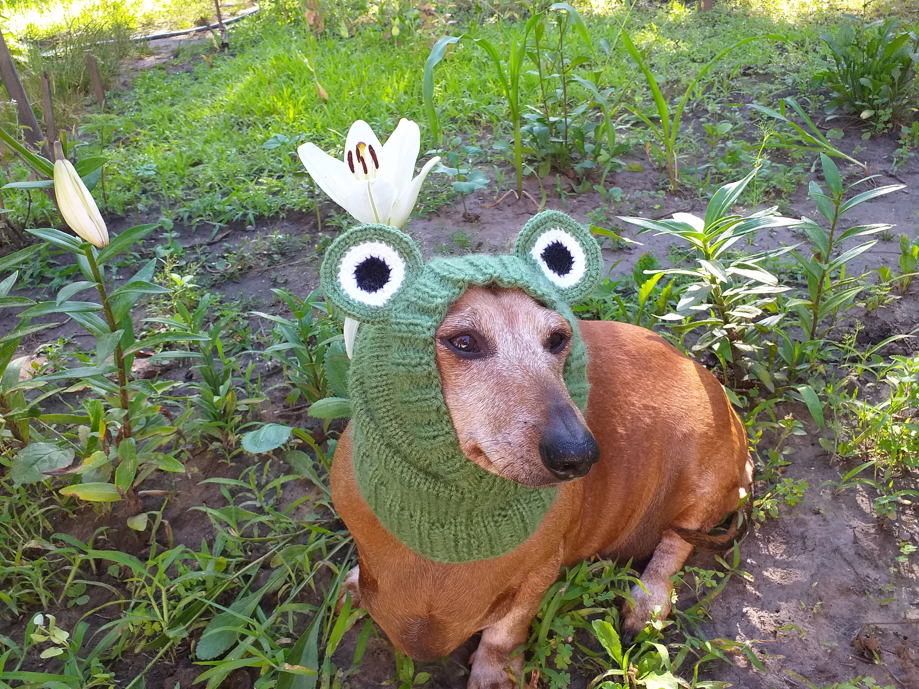 Frog Dog Snood: Angora Wool Dachshund Scarf
