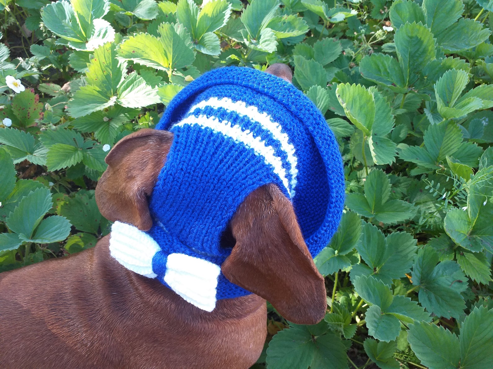 Summer knitted hat for dogs panama for dogs hat for dogs Etsy