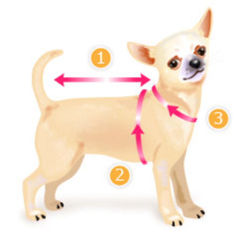 Размерная сетка одежды для собак мелких пород. Размерная сетка чихуахуа для собак мелких. Размерная сетка для собак мелких пород той терьер. Мерки чихуахуа. Мерки собак для одежды.