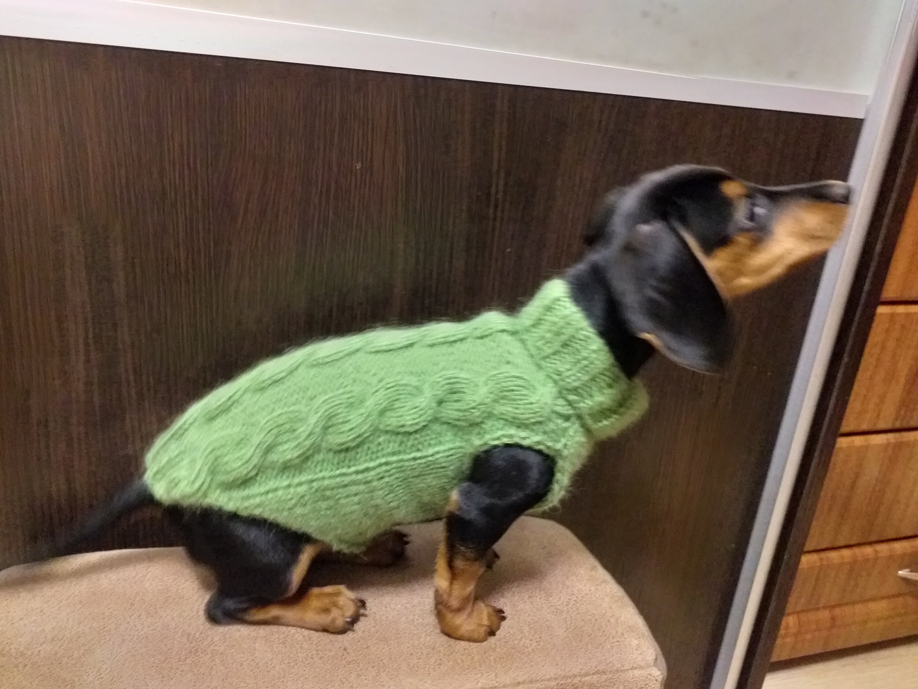 Dachshund clothes knitted sweater knitted wool sweater for Etsy