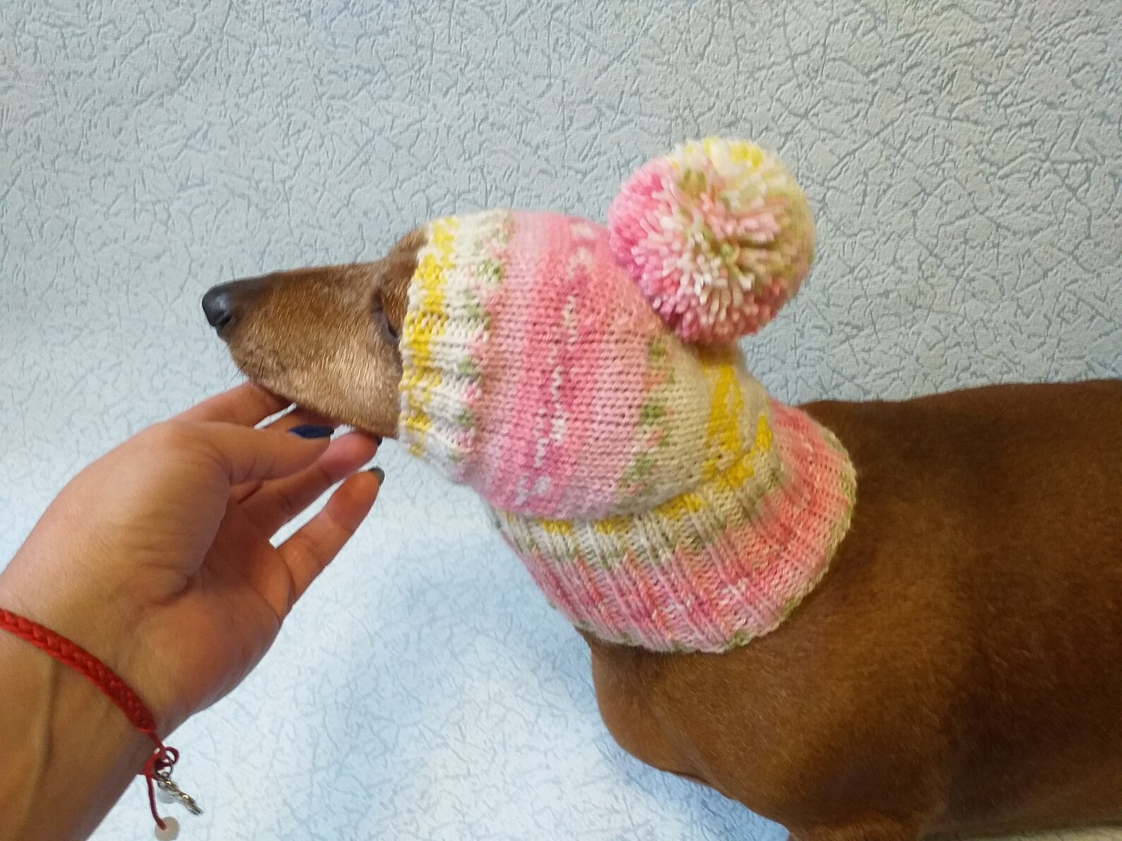 Knitted Dachshund Hat With Big Pompom Doxie Clothes Doxie Etsy