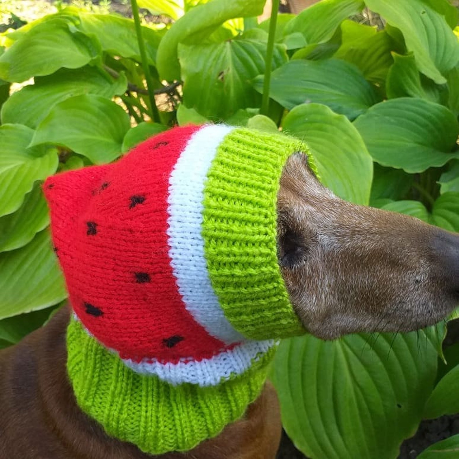 Knitted hat for dog watermelon Etsy