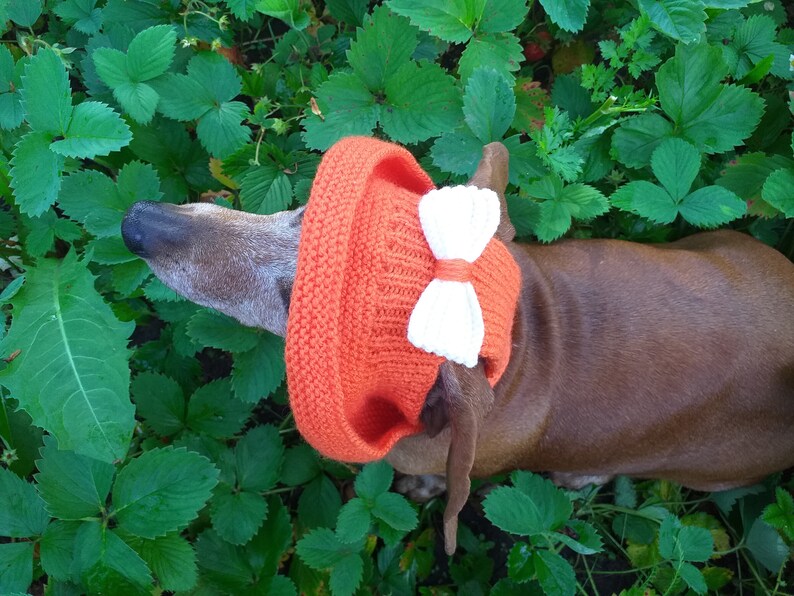 Summer Knitted Hat for Dogs Panama for Dogs Hat for Dogs Etsy