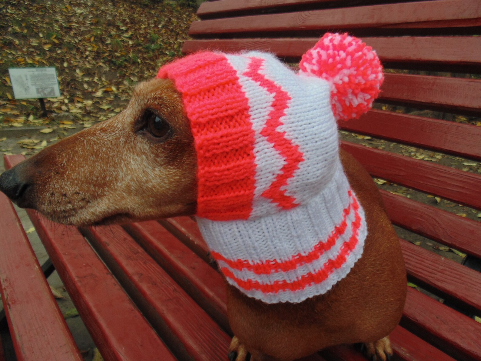 Warm Hat for Dog or Cat Hat for a Dog Hat for Small Dog Hat Etsy