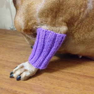 Leggings de punto para perros pequeños fijados en las patas delanteras.