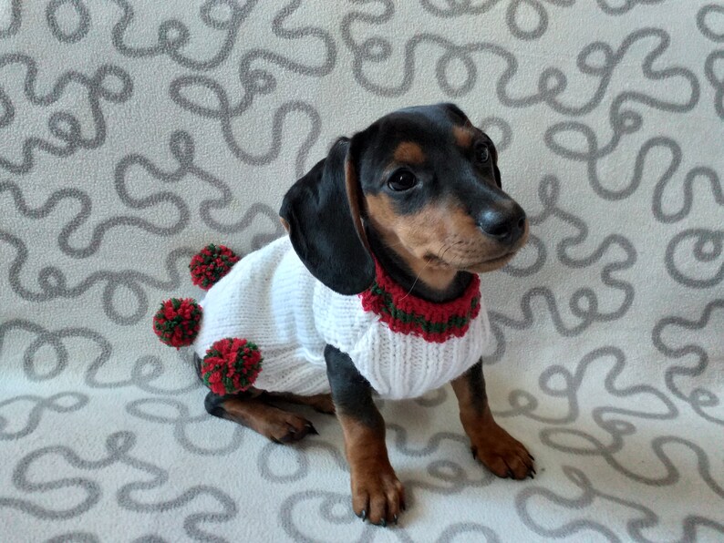 Puede incluir: Un perro salchicha con un su&eacute;ter blanco tejido con pompones rojos y verdes y un cuello a juego. El perro tiene pelaje negro y marr&oacute;n y est&aacute; sentado sobre una superficie estampada.
