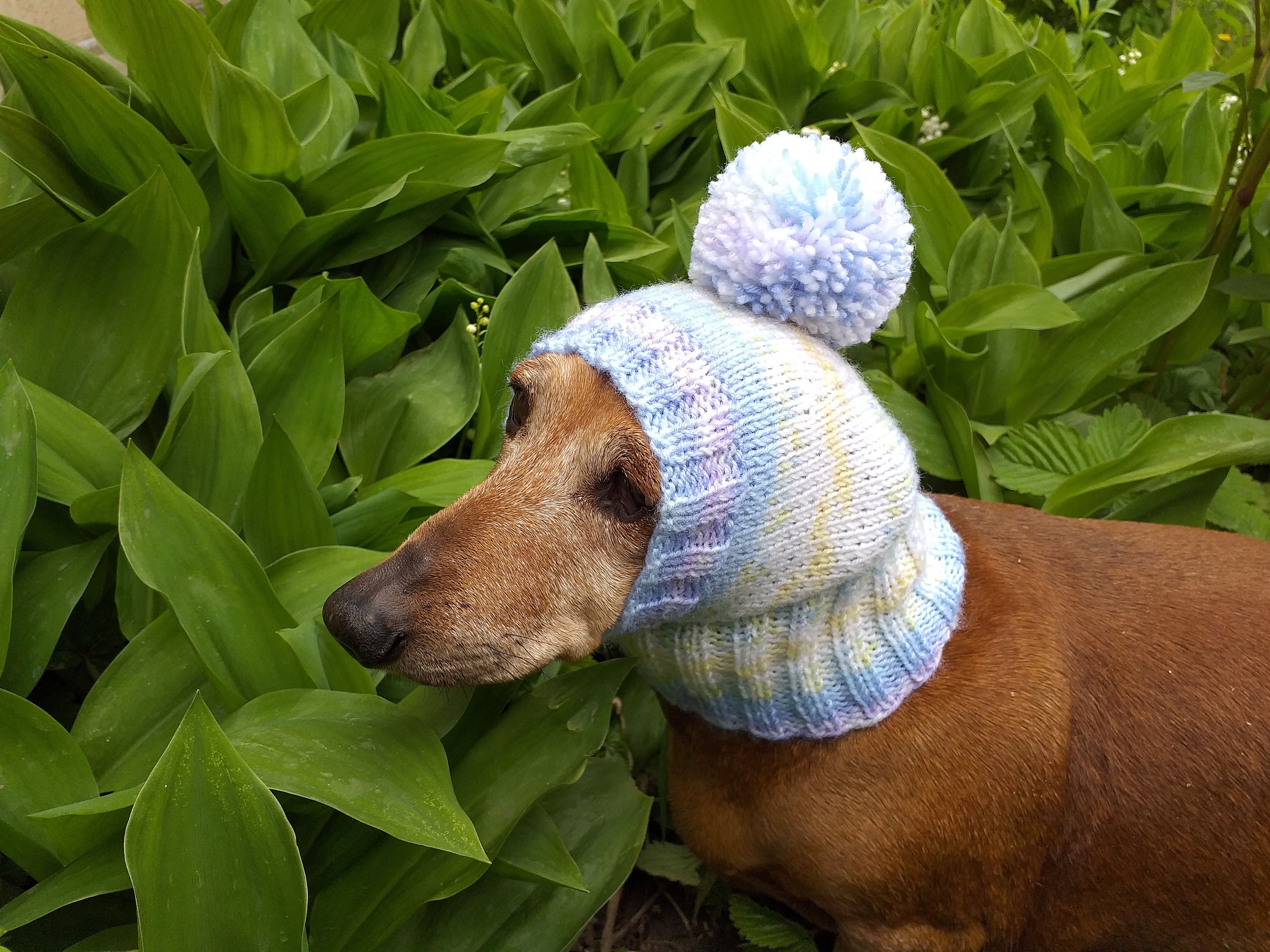 Cadeau Teckel, Bonnet Teckel, Cadeau Pour Propriétaires De Chiens