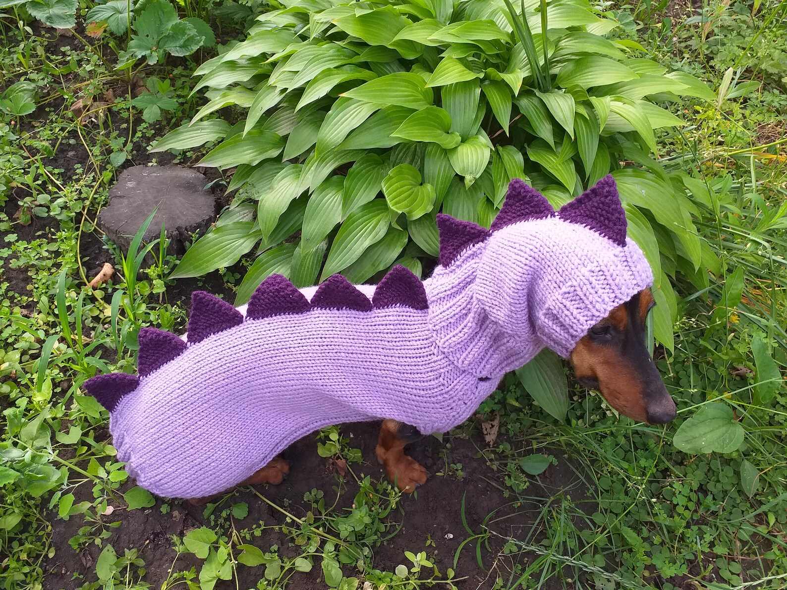 Dinosaur Costume for Dogs Dachshund Dinosaur Costume Sweater Etsy