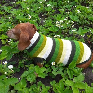 Handmade Striped Dog Sweater: Warm Knitted Clothes for Dachshunds