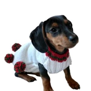 Puede incluir: Un perro salchicha con un su&eacute;ter blanco con pompones rojos y verdes y un cuello rojo y verde. El perro tiene pelaje negro y marr&oacute;n y est&aacute; sentado sobre un fondo blanco.
