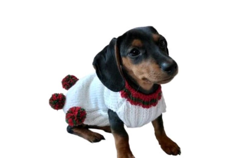 Puede incluir: Un perro salchicha con un su&eacute;ter blanco con pompones rojos y verdes y un cuello rojo y verde. El perro tiene pelaje negro y marr&oacute;n y est&aacute; sentado sobre un fondo blanco.