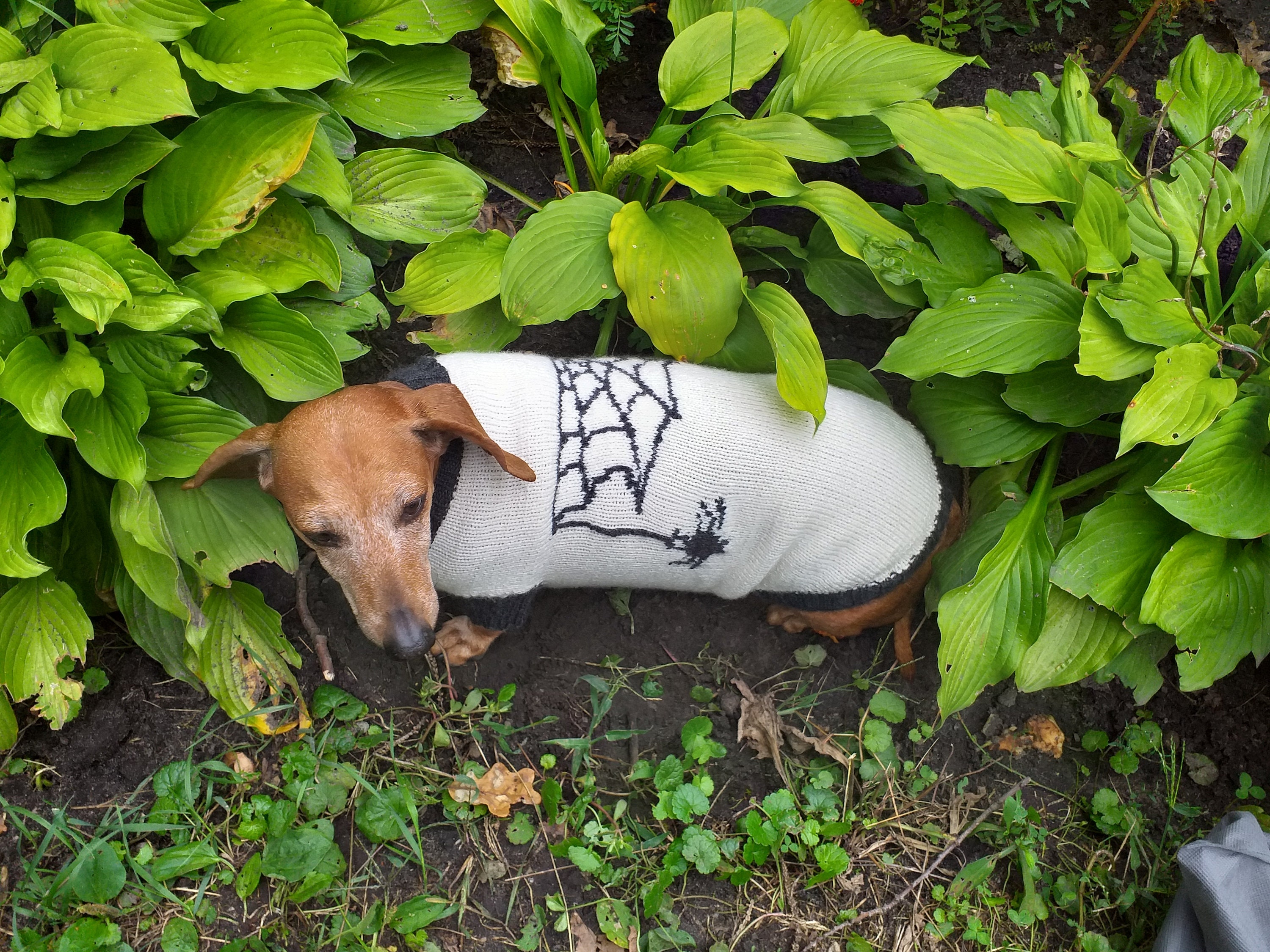 wiener dog spider costume