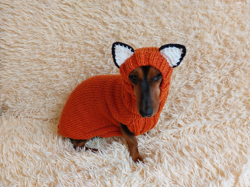 May include: A dachshund dog wearing an orange knitted fox costume with a hood. The hood has white and black accents to resemble fox ears. The dog is on a fluffy, light-colored surface.