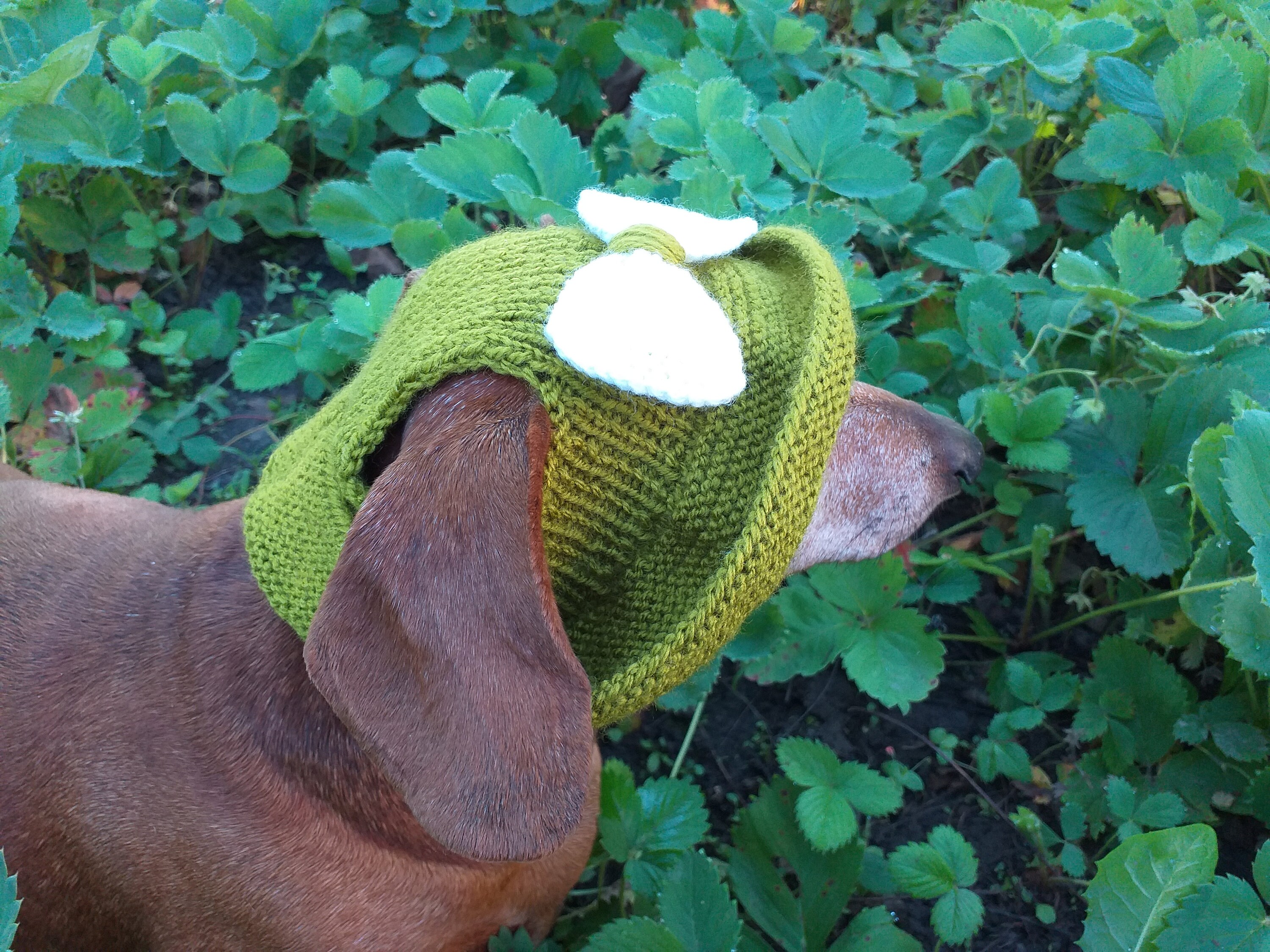 Summer Knitted Hat for Dogs Panama for Dogs Hat for Dogs Etsy