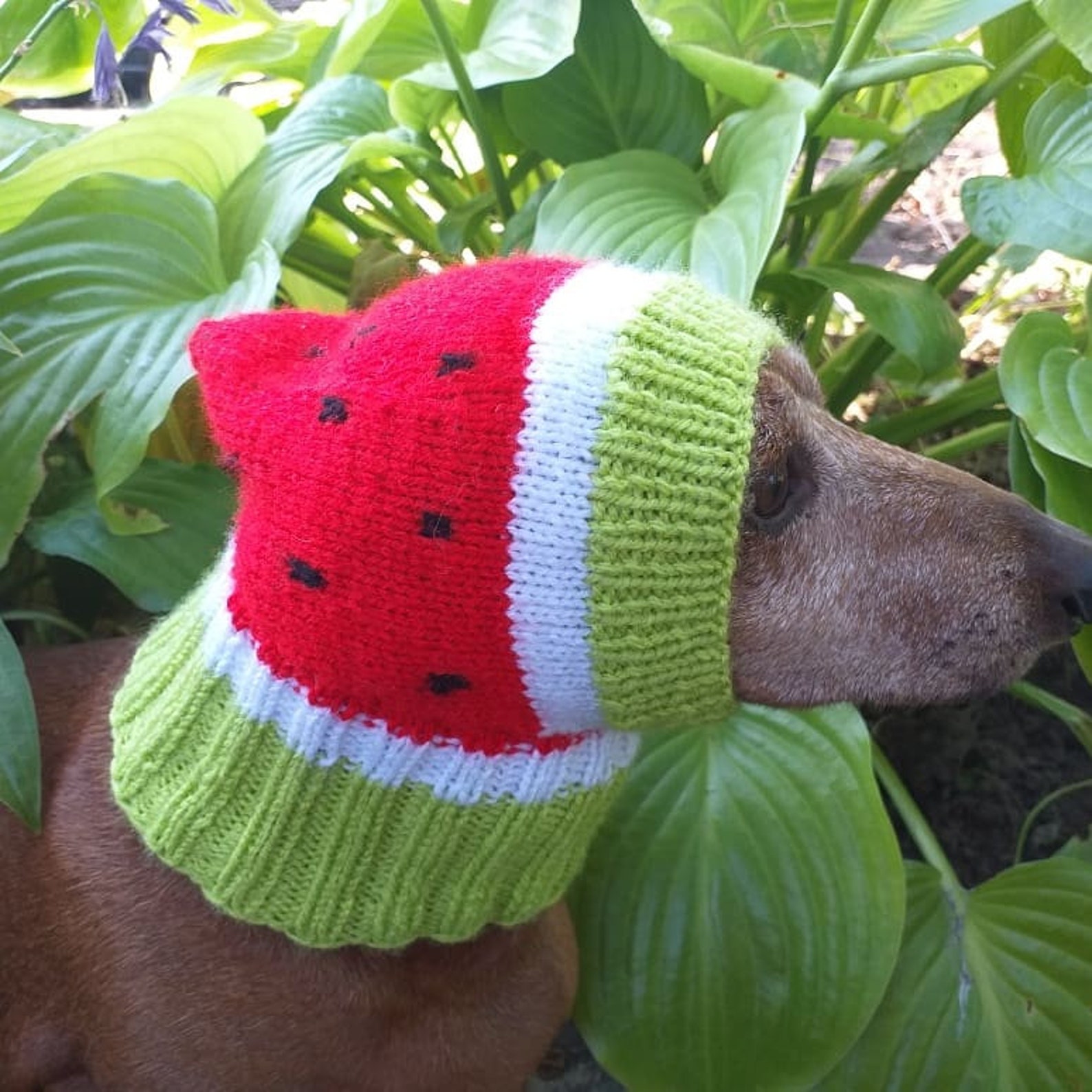 Knitted hat for dog watermelon Etsy