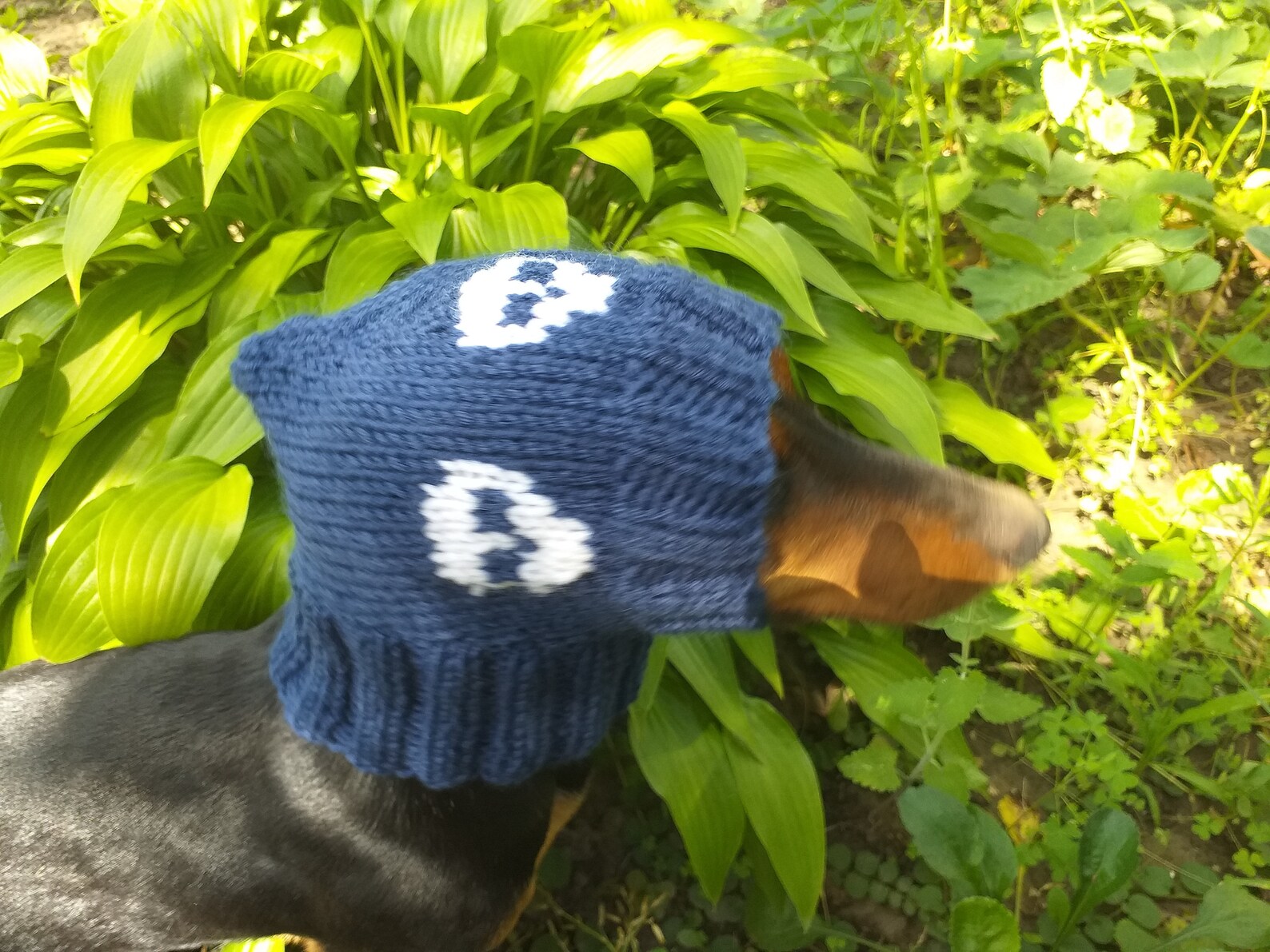 Hut für Hunde mit Totenköpfen Halloween Kleidung Hut für Etsy