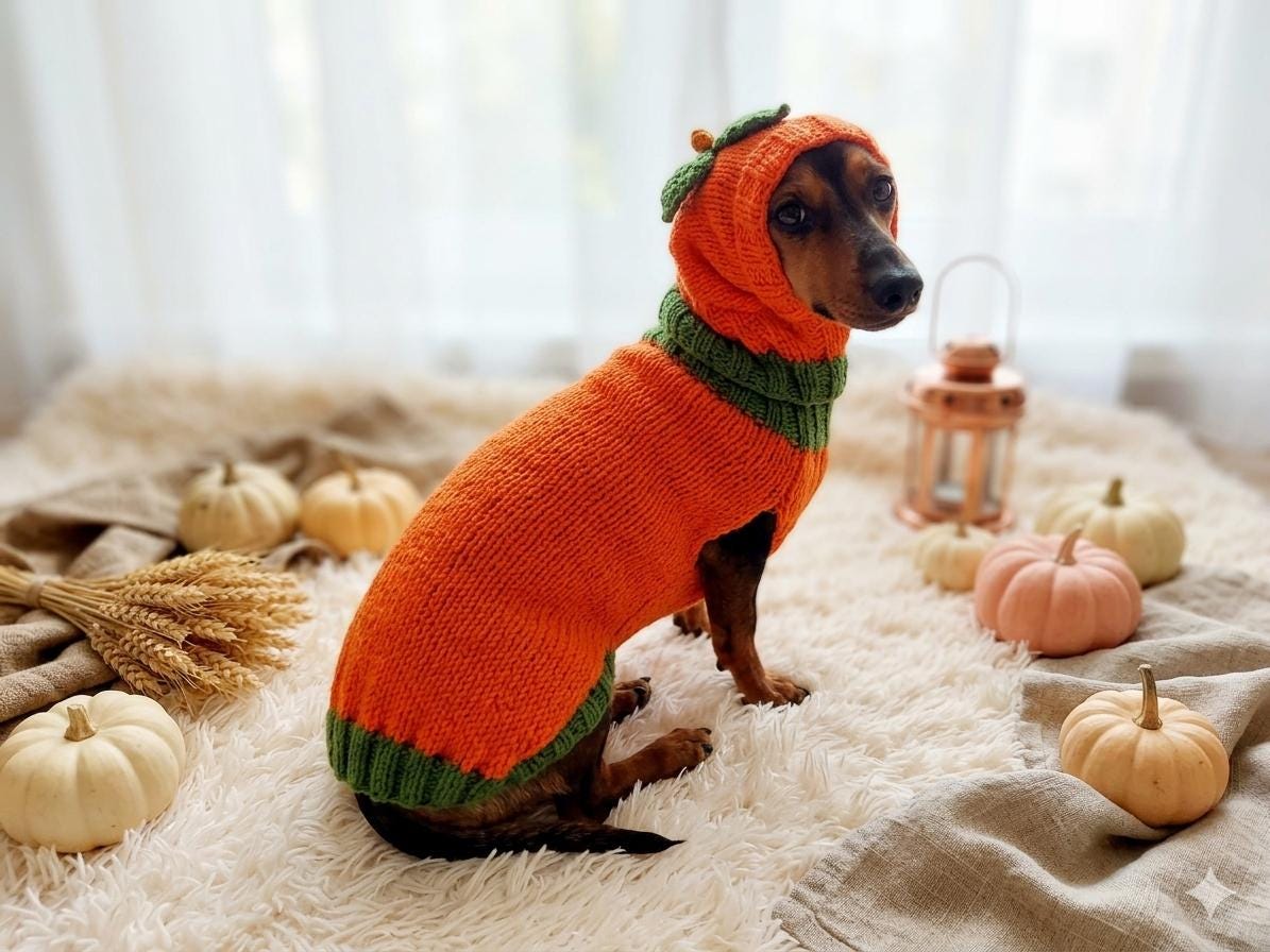 Dachshund Christmas Outfits
