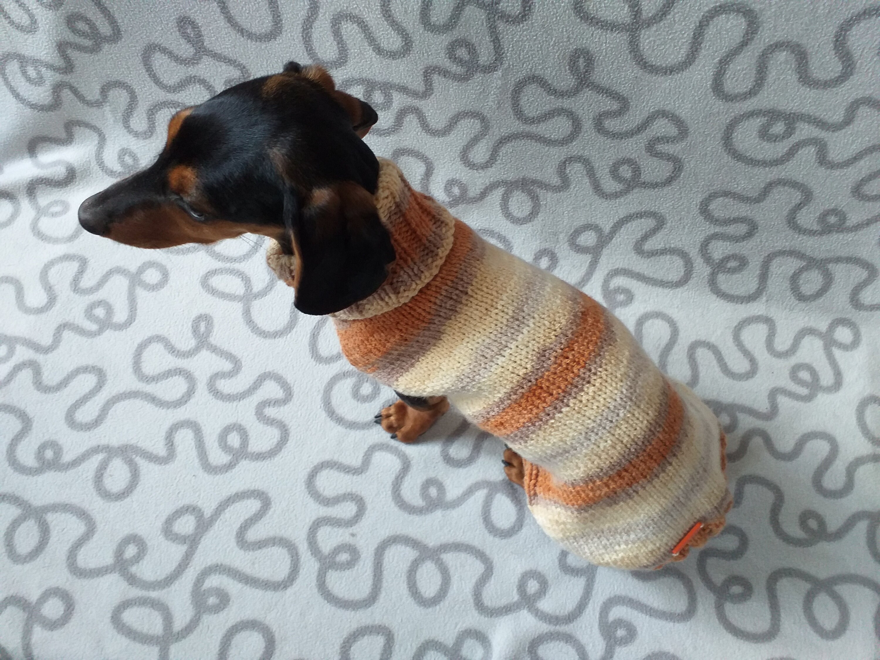 Miniature Dachshund Melange Knitted Jumper Dachshund clothes Etsy