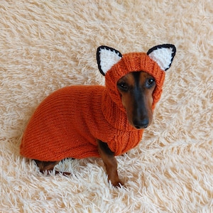 May include: A dachshund dog wearing an orange knitted fox costume with a hood and ears. The dog is sitting on a fluffy, cream-colored surface. The fox costume has a black and white trim.