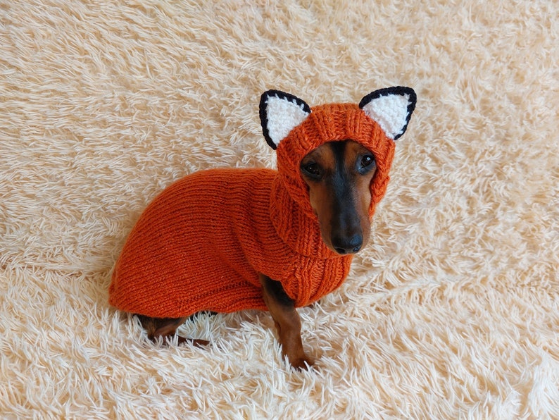 May include: A dachshund dog wearing an orange knitted fox costume with a hood and ears. The dog is sitting on a fluffy, cream-colored surface. The fox costume has a black and white trim.