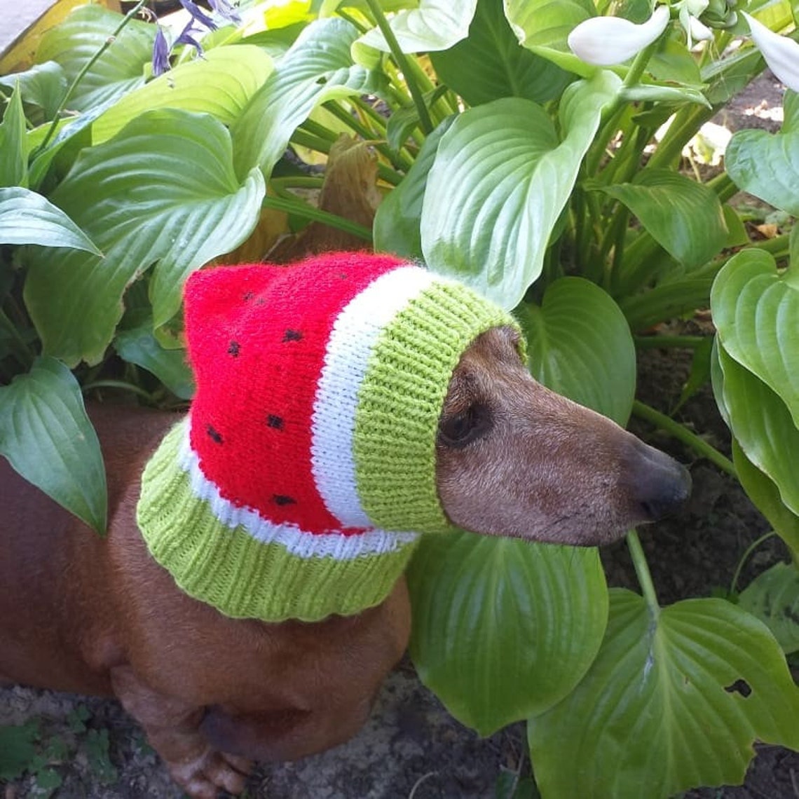 Knitted hat for dog watermelon Etsy