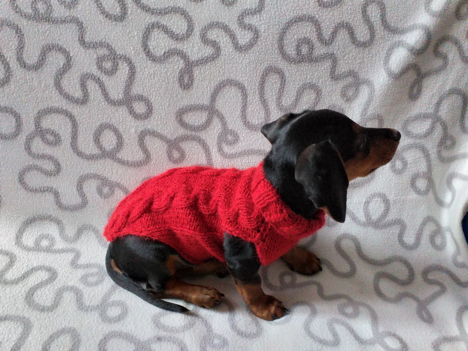 Dachshund Clothes Knitted Sweater Knitted Wool Sweater for | Etsy