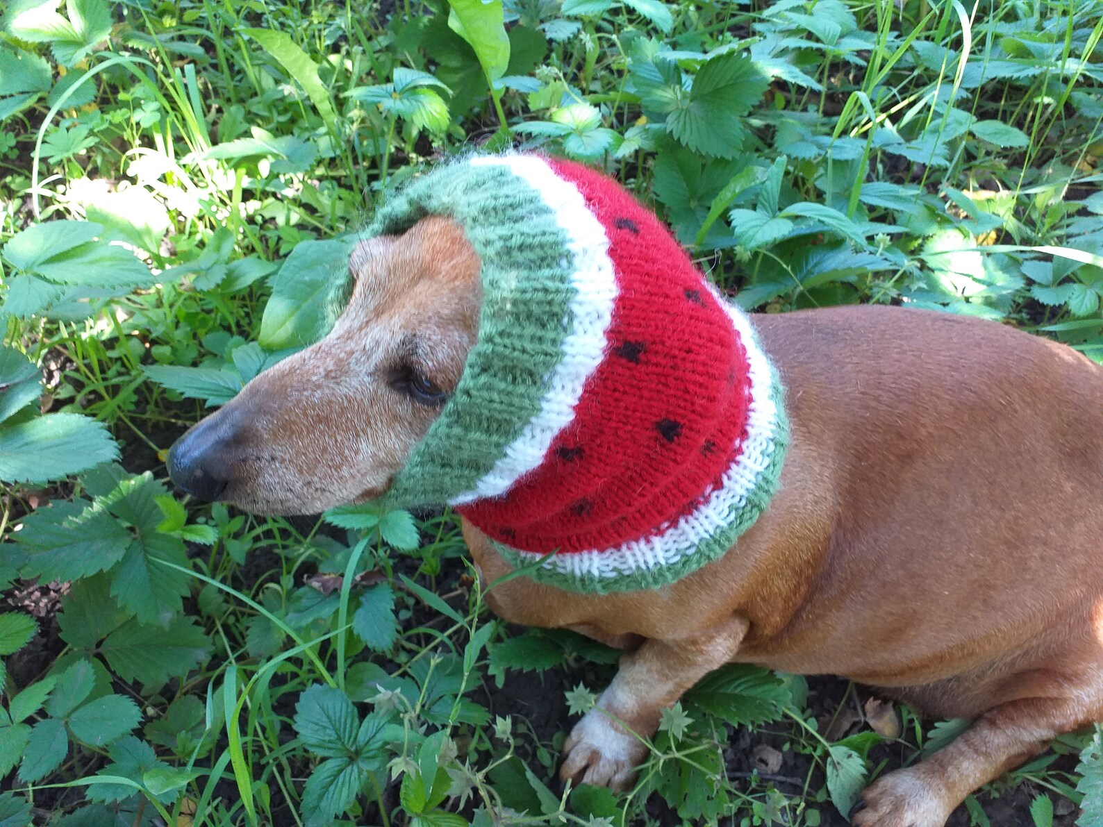 Watermelon Dog Clothes Hat Snood Dachshund Snood Watermelon Etsy