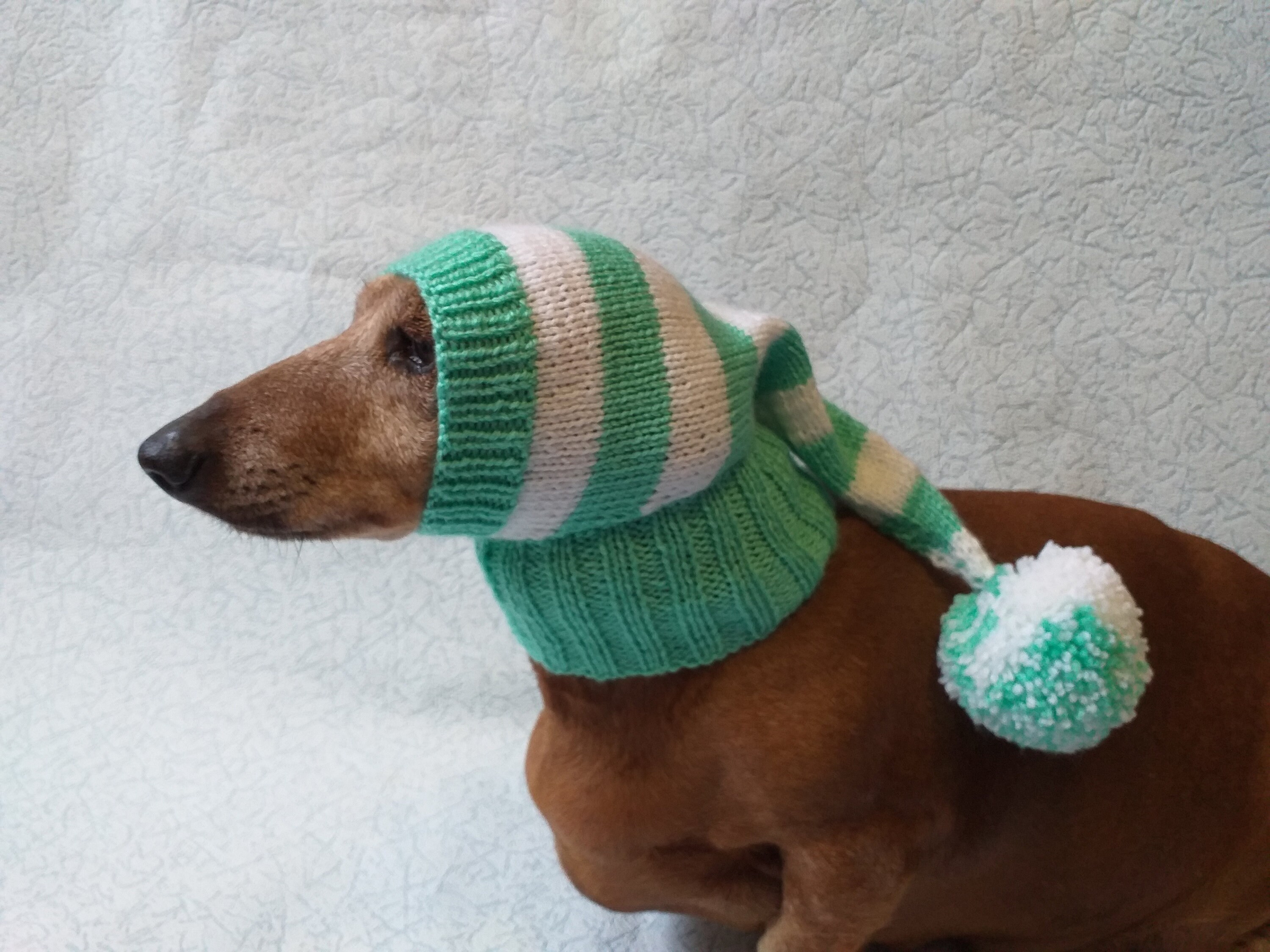 Hat Elf for Dog Hat Elf for Dachshund - Etsy