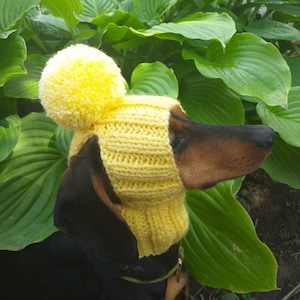 Puede incluir: Un dachshund negro y marrón con un gorro de punto amarillo con un pompón en la parte superior.