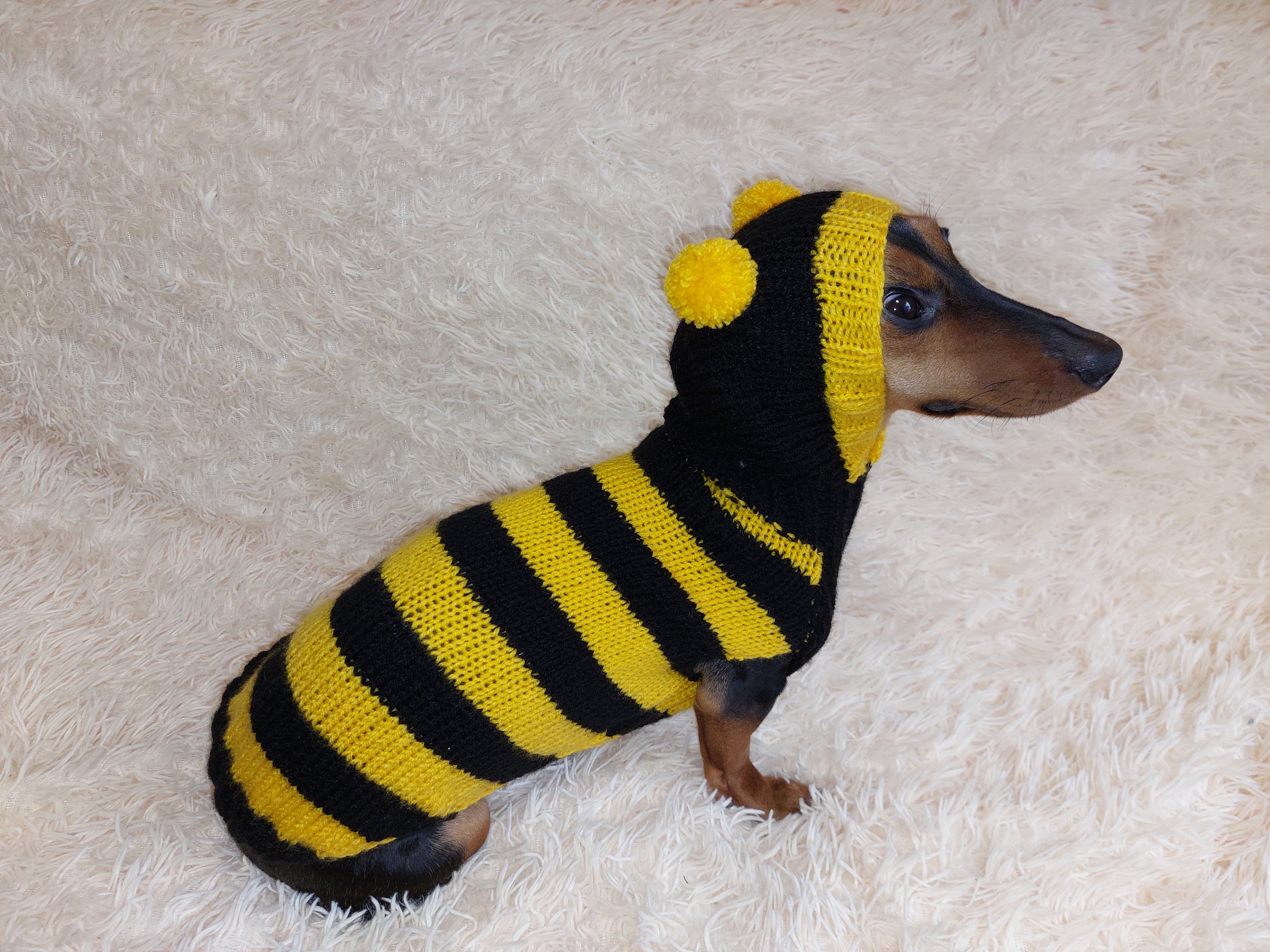 Knitted Bee Dog Costume: Wool Blend Hoodie for Dachshund - Etsy