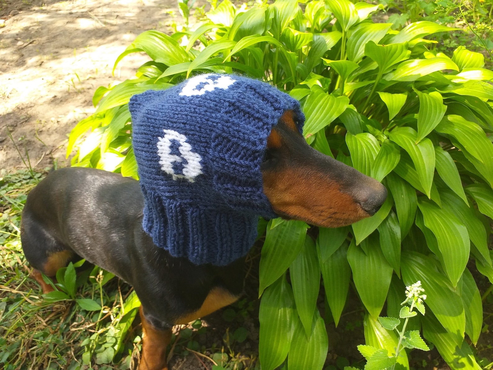 Hut für Hunde mit Totenköpfen Halloween Kleidung Hut für Etsy