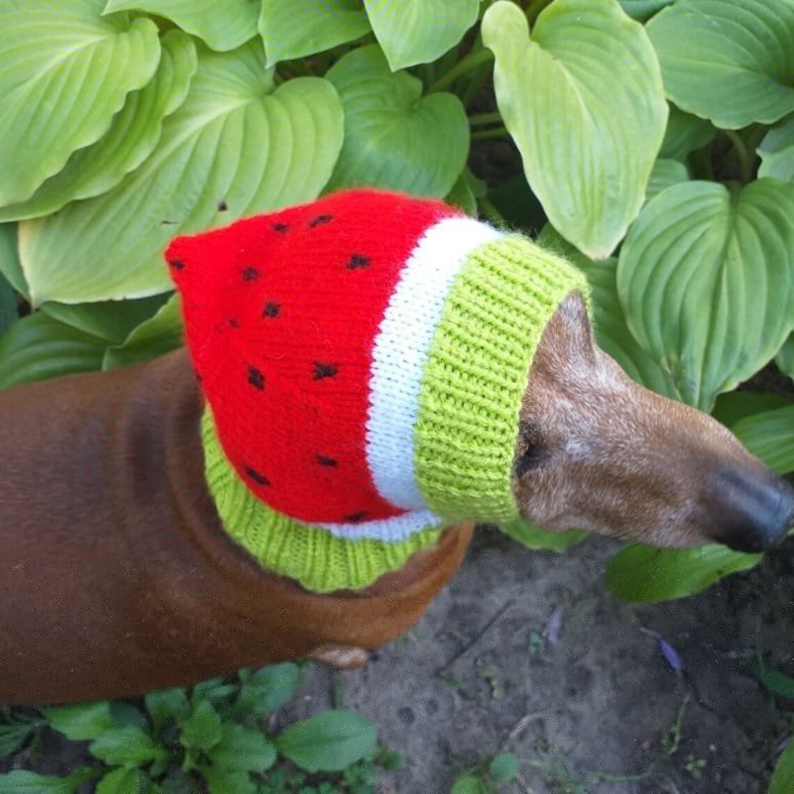 Knitted hat for dog watermelon Etsy