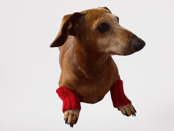 Walker paws dog leggings top