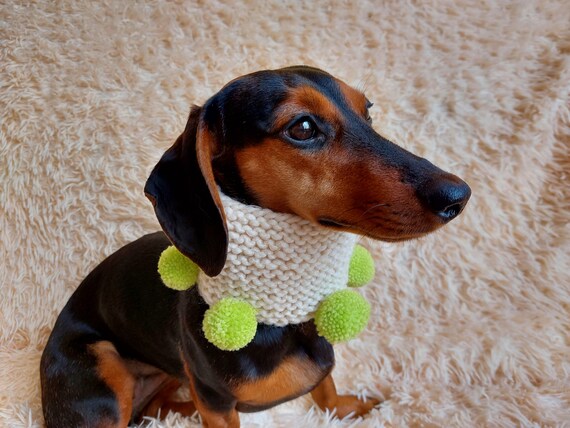 Cani Affamati Del Bassotto Tedesco Della Salsiccia Fotografia Stock - Immagine Di Animale, Perda - Foto 4