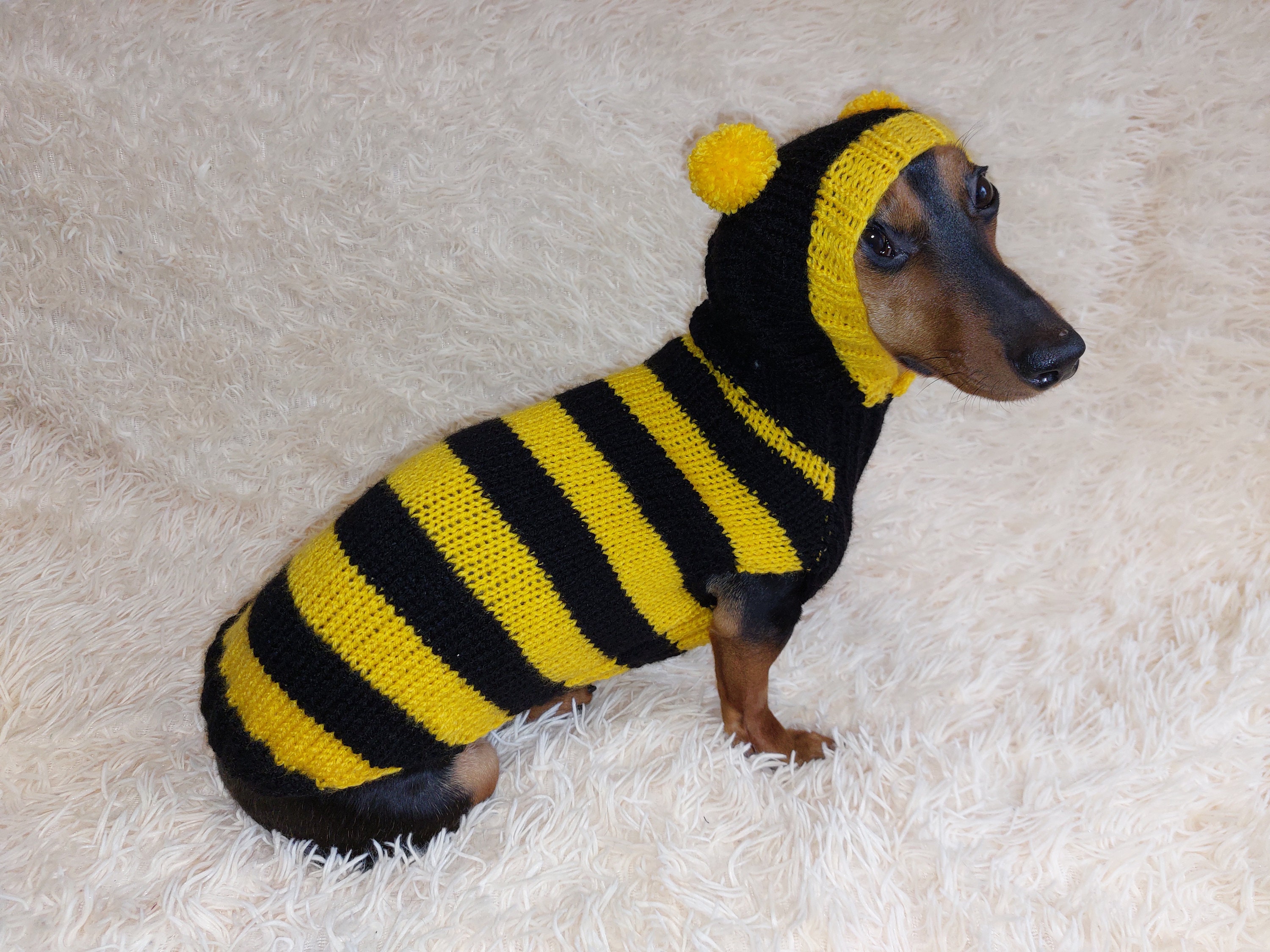 Knitted Bee Dog Costume: Wool Blend Hoodie for Dachshund - Etsy