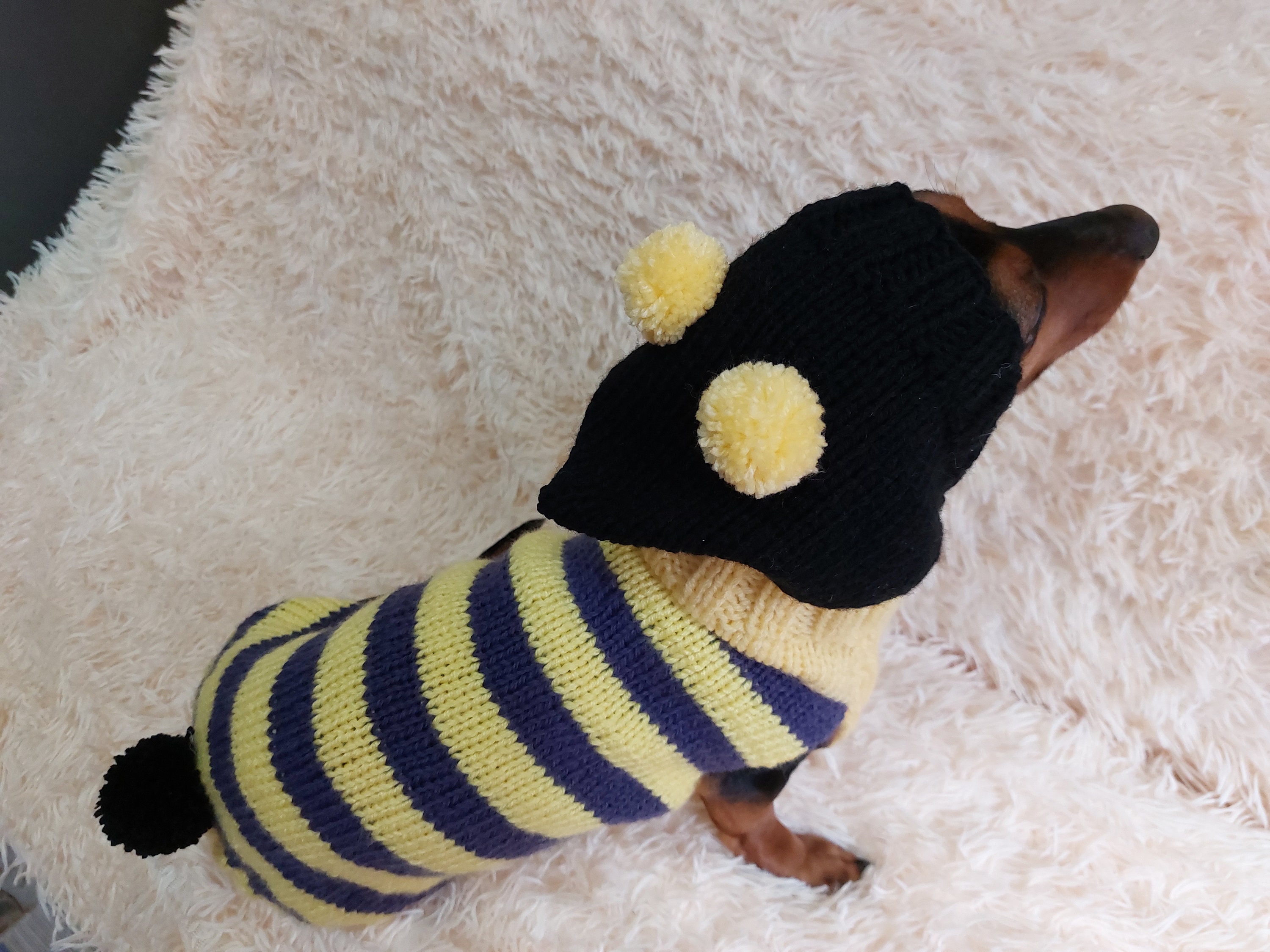 Bee Dog Hoodie: Halloween Pet Sweatshirt for Mini Dachshund - Etsy